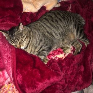 Meet your Posher, Abisai